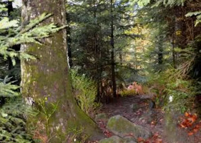 Prázdninový dům Vosgien Avec Terrasse, Randonnees Et Lacs, Proche Alsace Et Col Du Donon - Fr-1-584-54 Bionville